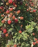 Thornless Evergreen blackberry