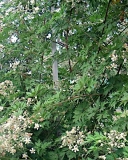 Thornless Evergreen flowers