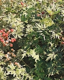 Thornless Evergreen leaves