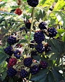 Thornless Evergreen fruit