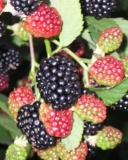 Thornfree blackberry variety