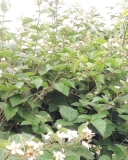 Thornfree blackberry variety blooming