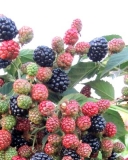 Thornfree blackberry variety