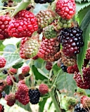 Thornfree blackberry variety fruit