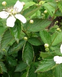 Thornfree blackberry variety blooming