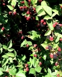 Thornfree bramble bush