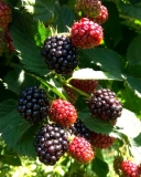 Thornfree blackberry variety berries