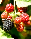 Merton Thornless blackberry variety