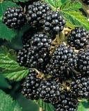 Merton Thornless blackberry variety