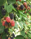 Smoothstem blackberry variety
