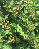 Smoothstem blackberry plant