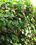 Smoothstem blackberry variety