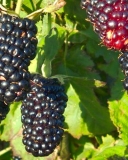 Black Butte variety ripen berries
