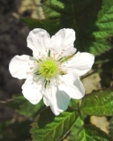 Black Butte cultivar flower