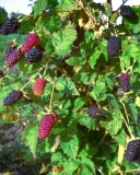 Black Butte blackberry bush