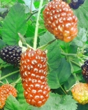 Black Butte blackberry fruit