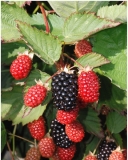 Twilight thornless semi-erect high-quality blackberry