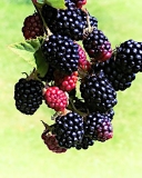 Black Satin branch of berries