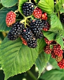 Black Satin berries