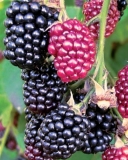 Hull Thornless berries