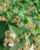 Hull Thornless unripe berries