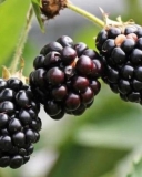 Chickasaw blackberry variety