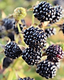 Chickasaw blackberry variety