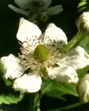 Choctaw blackberry variety blooms