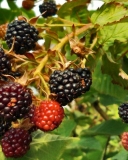 Illiny Hardy blackberry bush