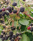 Agawam blackberry plant