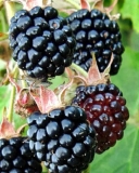 Shawnee blackberry