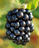 Amanda blackberry variety