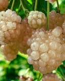 Nettleton Creamy White blackberry cultivar