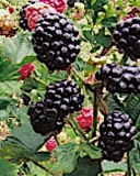 Tupy blackberry bush
