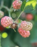 Tupy unripen berries