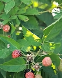 Tupy blackberry variety