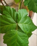 Soft damaged leaves on my blackberry