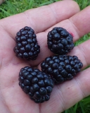 Newberry my best blackberry
