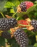 Ripe fruits on Black Gem