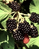 COX miracle berry blackberry variety