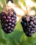 Berries of Boyson plants