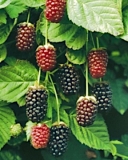 Berries of Boyson