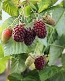 Loganberry fruit