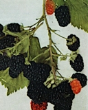 Hedrick blackberry variety