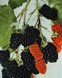 Bailey blackberry cultivar