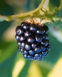 Berries of Blakely