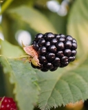 Fruit of Blakely blackberry