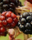 Lucretia berries