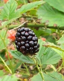 Brazos blackberry cultivar