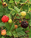 Brazos blackberry variety